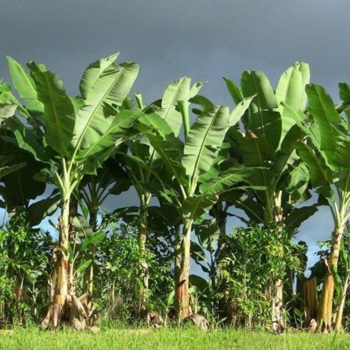 ต้นกล้วยน้ำว้าทาบตาสูง-60-80-ซม-ปลูกง่าย-ให้ผลผลิตสูง