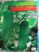 แตงกวาท่อน (Cucumber) เจียใต๋