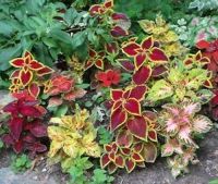 50 เมล็ด เมล็ดพันธุ์ ฤาษีผสม Coleus Seed เปอร์เซ็นการงอก  80-90% มีคู่มือปลูก