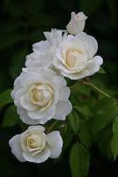5 เมล็ด เมล็ดกุหลาบ สีขาว ดอกใหญ่ สายพันธุ์ของแท้ 100% เมล็ดกุหลาบ ดอกกุหลาบ ปลูกกุหลาบ กุหลาบ อัตรางอกสูง 70-80 % Rose Flower seeds