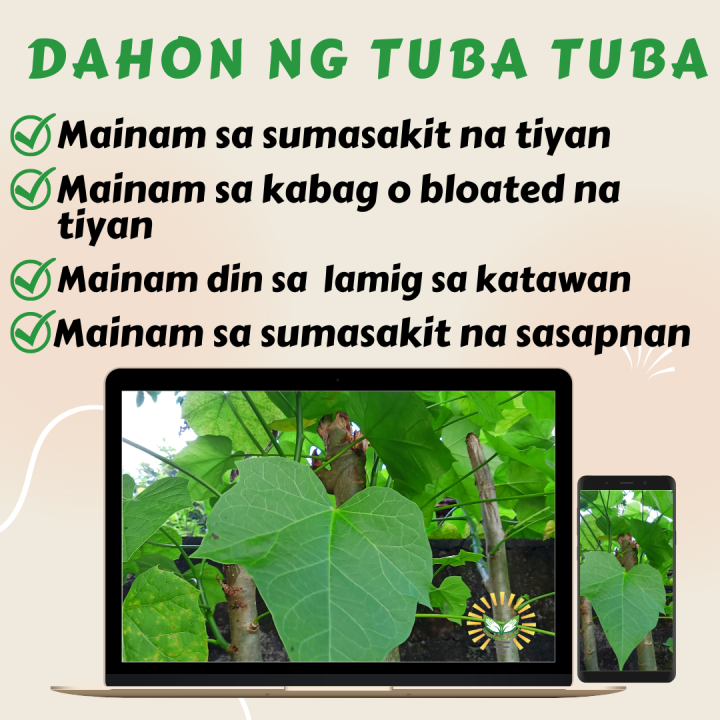 tuba tuba leaves 40 pcs. Lazada PH