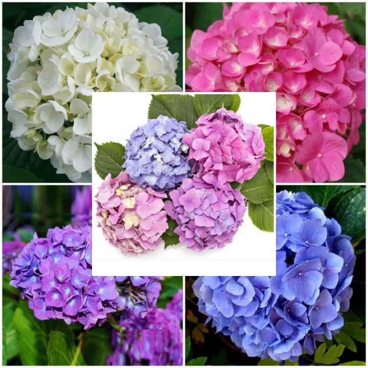 paket murah 3warna bunga hortensia | Lazada Indonesia