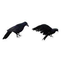 2 Pcs Realistic New Black Raven Feathered Crow Halloween Fancy Dress Prop Accessory 30Cm &amp; 25X40Cm