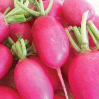 เมล็ดพันธุ์ เรดิชเลดี้สลิปเปอร์ (Lady Slipper Radish Seed) บรรจุ 200 เมล็ด คุณภาพดี ราคาถูก ของแท้ 100%