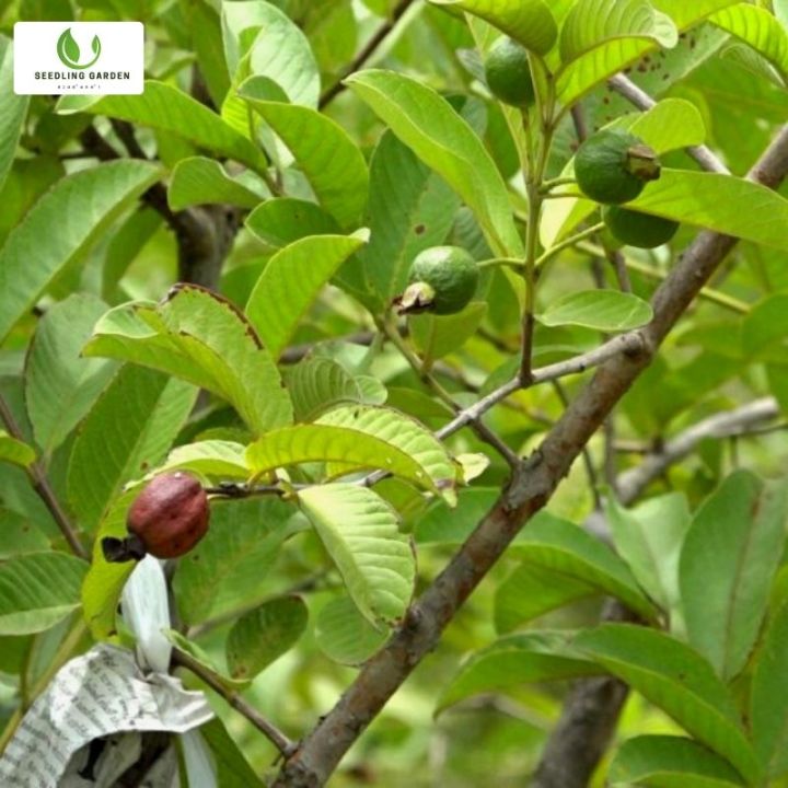 ต้นฝรั่งกิมจู-f1-ต้นกล้าพันธุ์แท้-โตเร็ว-สุขภาพแข็งแรง-โรคแมลงน้อย-ผลผลิตเด่น-ติดผลเร็ว