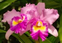 30 เมล็ดพันธุ์ เมล็ดกล้วยไม้ แคทลียา (Cattleya Orchids) Orchid flower seeds อัตราการงอก 80-85%