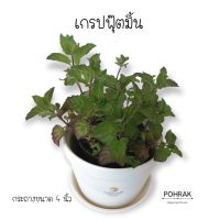 ( PRO+++ ) โปรแน่น.. เกรปฟรุ๊ตมิ้นต์ #Grapefruit mint กระถาง 4 นิ้ว ราคาสุดคุ้ม พรรณ ไม้ น้ำ พรรณ ไม้ ทุก ชนิด พรรณ ไม้ น้ำ สวยงาม พรรณ ไม้ มงคล