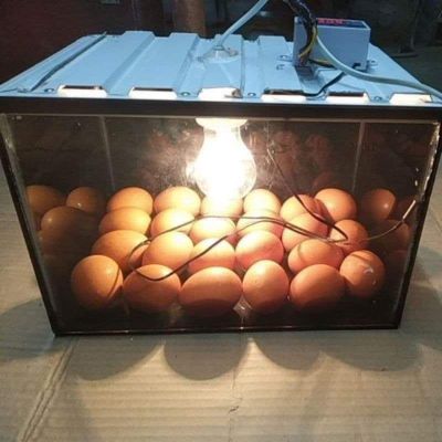 ตู้ฟักไข่สัตว์ทุกประเภท ครบคุมอุณหภูมิอัตโนมัติ มีพัดลมระบาย มีตัววัดความ ชื้น ขนาด24-30ฟอง