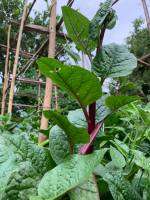 เมล็ดผักปลังยักษ์ก้านสีม่วง(purple giant ceylon spinach seeds) มียอดใหญ่กว่าผักปลังธรรมดาปลูกง่ายทนต่อโรคและเแมลง(พันธุ์แท้สามารถเก็บเมล็ดทำพันธุ์ต่อได้)