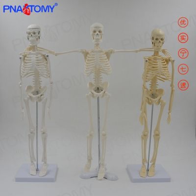 Simulation model of human bone white skeleton skeleton can activity can be split to send chart teaching medical fine arts