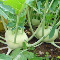 เมล็ดพันธุ์ กะหล่ำปมสีเขียว (Green Vienna Kohlrabi Seed) บรรจุ 500 เมล็ด คุณภาพดี ราคาถูก ของแท้ 100%