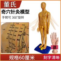 60 cm wang qi hole dedicated human body model twelve meridians of traditional Chinese medicine meridian model with systemic lettering