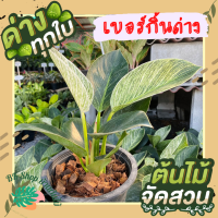 ต้นฟิโลเดนดรอน Philodendron Birkin เบอร์กิ้นด่าง ต้นใหญ่สวย ส่งพร้อมกระถาง 6นิ้ว ต้นไม้ประดับ​ ต้นไม้ฟอกอากาศ