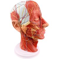 Model of the human skull with neuromuscular vessels beauty facial nerve micro plastic medical anatomy