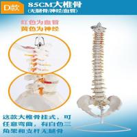 The human body vertebra model skeleton model spinal anatomy of the spinal nerve bone simulation model medicine simulation bonesetting