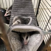 Winter Warm Hammock Hamster Tunnel For Small Animals Sugar Glider Tube Swing Bed Nest Bed Rat Ferret Toy Cage Accessories Beds