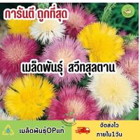 ถูกที่สุด ดอกสวีท สุลตาน คละสี