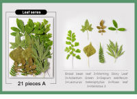 ใบทับแห้ง21ใบพืชสมุนไพรทำด้วยคริสตัลอีพ็อกซี่ดอกไม้เรซินสำหรับเครื่องประดับโปสการ์ดเคสโทรศัพท์การ์ดเชิญที่คั่นหนังสือ