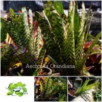 ?ต้นสับปะรดสีAechmea Orlandianaส่งแบบถอดกระถาง ไม้กระถาง ไม้ใบ ?