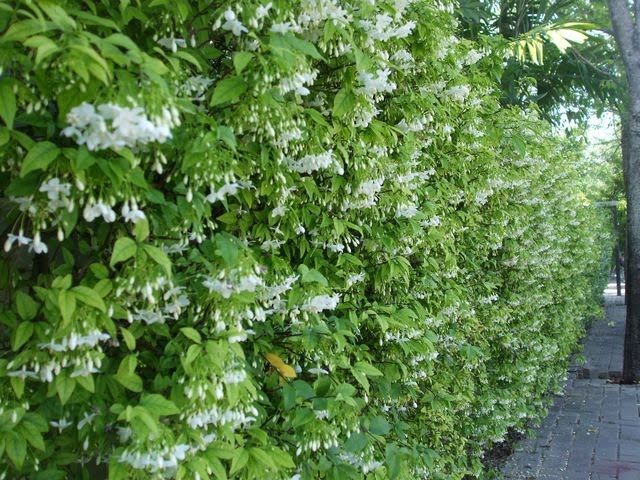 ต้นพันธุ์โมก-โมกพวง-ต้นไม้มงคล-ดอกไม้สีขาวกลิ่นหอมบริสุทธิ์-มองแล้วรู้สึกสบายตาให้ความรู้สึกสบายใจ-ถุงดำ-59-บาท