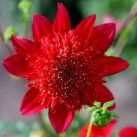 1 หัว /ชุุด เหง้า ต้นรักเร่ Dahlia Bulb สายพันธุ์ Jive สีแดง หัวรักเร่ ดอกไม้ ดอกรักเร่ รักแรกพบ เฟิร์สเลิฟ ดอกไม้นำเข้า พร้อมให้ดอก