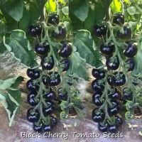 เมล็ด คุณภาพดี ราคาถูก เมล็ดพันธุ์แท้ 100% 100Pcs Black Cherry Tomato Seeds Vegetables Seeds เมล็ดพันธุ์ผัก บอนไซ เมล็ดพันธุ์ พันธุ์ไม้หายาก ต้นไม้ฟอกอากาศ อุปกรณ์เกษตร Plants Seeds for Home &amp; Garden Planting