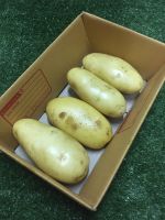 มันฝรั่ง มันนอกสด 1กิโล ล้างสะอาด potato? - มันนอก ผักผลไม้สด