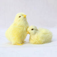 ตุ๊กตา Chick ตุ๊กตาของเล่นเด็กทารกสีเหลืองไก่ตกแต่งอีสเตอร์ DIY Miniature Garden เครื่องประดับหน้าแรกอีสเตอร์ Party Decor-gnxfnxfhnxfnxff