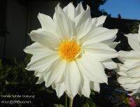 1 เหง้า/ชุุด รักเร่ Dahlia Bulb สายพันธุ์ White Doitung หัวรักเร่ ดอกไม้ หัวหน่อ นำเข้า เหง้า เนเธอร์แลน หัวสดใหม่