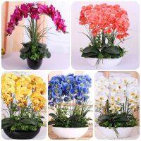 50 Pcs เมล็ด Phalaenopsis Orchid Seeds Mixed Balcony Garden Potted Bonsai Plants Flower Seed เมล็ดกล้วยไม้ ต้นไม้ประดับ ต้นไม้มงคล พันธุ์ดอกไม้ ผักสวนครัว บอนไซ ต้นไม้ เมล็ดพันธุ์พืช ดอกไม้ปลูก