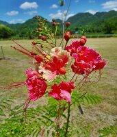 ขายส่ง 100 เมล็ด เมล็ดหางนกยูงไทยสีชมพู Flower fence Peacock’s crest มีชื่อเรียกอย่างอื่นว่า ขวางยอย จำพอ ซำพอ ซมพอ ส้มผ่อ ส้มพอ นกยูงไทย พญาไม้ผุ