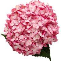 20 เมล็ด เมล็ดไฮเดรนเจีย Hydrangea seed สีชมพู ไฮเดรนเยียสายพันธุ์ฝรั่งเศส ของแท้ 100% อัตรางอกสูง 70-80% มีคู่มือปลูก