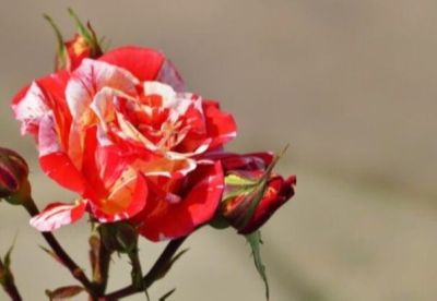 30 เมล็ด เมล็ดพันธุ์ กุหลาบ Dragon Rose Seeds สี แดง-ชมพู ดอกใหญ่ นำเข้าจากต่างประเทศ พร้อมคู่มือ เมล็ดสด ใหม่