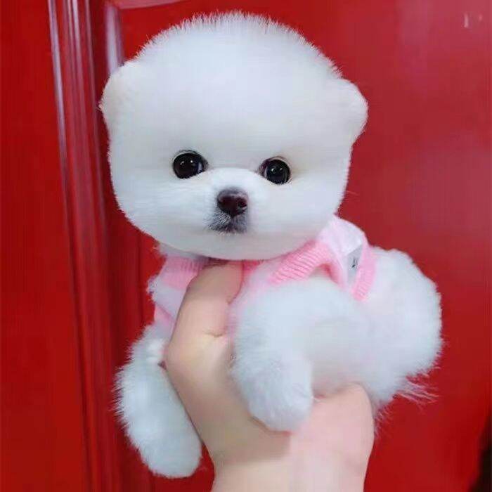 Free adoption of a teacup dog Bomei Shunsuke puppies live puppies cute