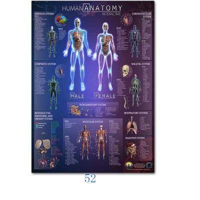 Human Anatomy Muscles System Art Poster Print Body Map Silk Wall Pictures for Medical Education Home Decor New