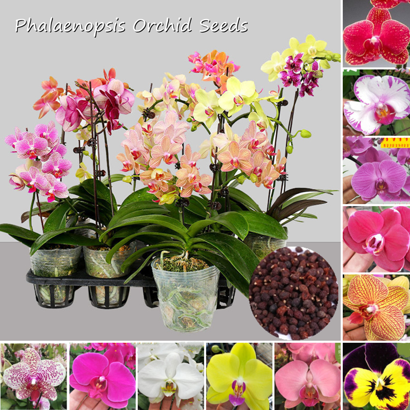 99 SEED orchid Phalaenopsis Outdoor CHEAP Flower Pot Balcony Planta Home RED 