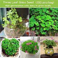 คุณภาพดี ของแท้ 100% โคลเวอร์ 200เมล็ด/ซอง Three Leaf Glass Flower Seeds Lucky Three Clover Leaf Plants Seed เมล็ดดอกไม้ เมล็ดบอนสี ไม้ประดับมงคล ต้นไม้ฟอกอากาศ ต้นไม้มงคล บอนสี ดอกไม้ปลูกสวยๆ ต้นบอนสี ต้นไม้ประดับ ต้นไม้มงคลสวยๆ เมล็ดนำเข้า ของแท้ Plants