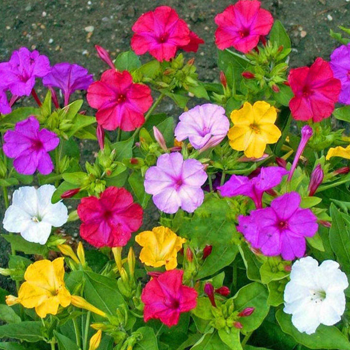 เมล็ดพันธุ์ดอกบานเย็น-คละสี-20เมล็ด-ต้นบานเย็นหลากสี-mirabilis-jalapa