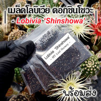 เมล็ดโลบิเวีย ดอกชินโชวะ เมล็ดโลบิ Lobivia Shinshowa MIX Seeds โลบิเวียดอกกลีบฝอย เมล็ดแคคตัส