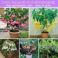 ประเทศไทยพร้อมสต็อก เมล็ดพันธุ์ คละได้ Mixed Colors Datura Brugmansia Flower Seeds for Planting (บรรจุ 100 เมล็ด) Ornamental Flower Plant บอนสี เมล็ดดอกไม้ ดอกไม้ปลูกสวยๆ ต้นไม้มงคล บอนสีหายาก ต้นไม้ฟอกอากาศ ไม้ประดับ พันธุ์ไม้ดอก ไม้ดอก เมล็ดผักต่างๆ