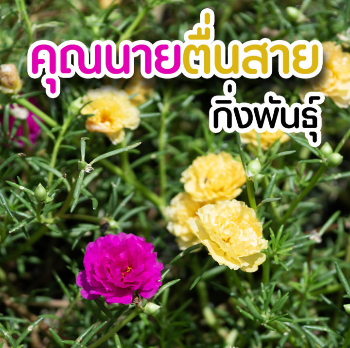 กิ่งพันธุ์-คุณนายตื่นสาย-สีเหลือง-และสีชมพูเข้ม-แบบคละสี-จำนวน-30-กิ่งสำหรับปลูก-ปลูกง่ายขยายเร็ว