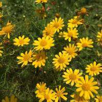 เมล็ดเดซี่เหลือง Daisy Yellow Seeds