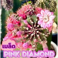 เมล็ดยิมโนด่าง พิงไดมอนด์ PDM (Pink Diamond)