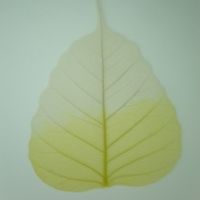 โครงใบไม้ ใบโพธิ์ สี Natural/Yellow (Standard Bo Skeleton Leaves)