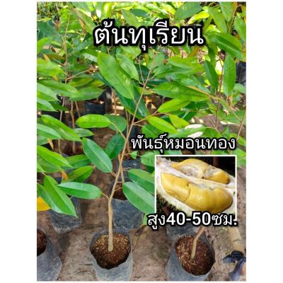 Woww สุดคุ้ม ต้นทุเรียน ทุเรียนพันธุ์หมอนทอง สูง40-50ซม. ราคาโปร พรรณ ไม้ น้ำ พรรณ ไม้ ทุก ชนิด พรรณ ไม้ น้ำ สวยงาม พรรณ ไม้ มงคล