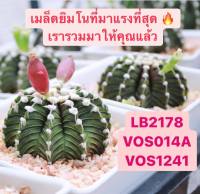 เมล็ดยิมโน LB2178, VOS014A, VOS1241 ยิมโนแอลบี เมล็ดแคคตัส เมล็ดกระบองเพชร เมล็ดLB เมล็ดVOS