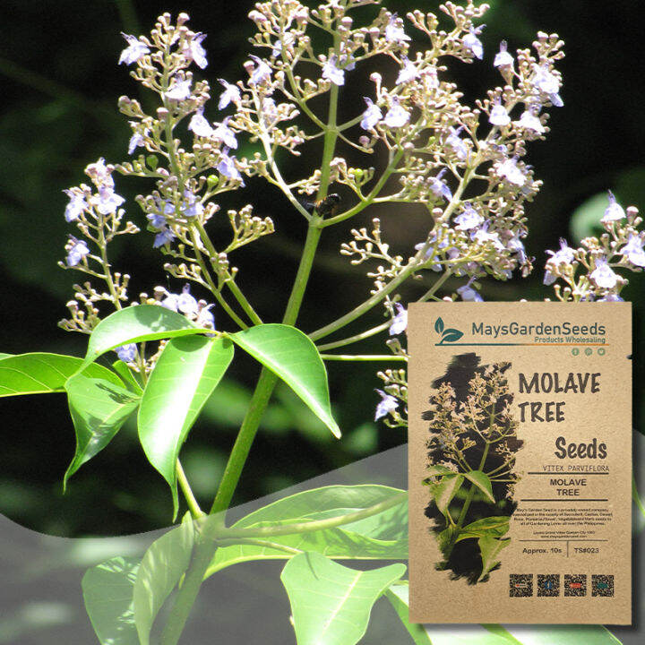 Molave Tree Seeds, Vitex Parviflora Seeds, Tree Seeds023 Lazada PH