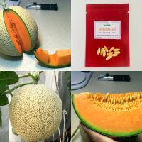 เมล็ดเมล่อนพอทออเร้นจ์ ที1957  Pot Orange T1957 Melon เมล่อนเนื้อส้ม เมล่อนเนื้อนุ่ม