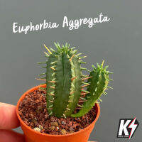 Euphorbia Aggregata #ต้นเดี่ยว #แคคตัส กระบองเพชร cactus&amp;succulent