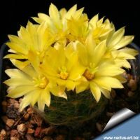 โปรแรง Mammillaria baumii cristata แมมบูมิไอคริสตาต้า เก็บเงินปลายทาง